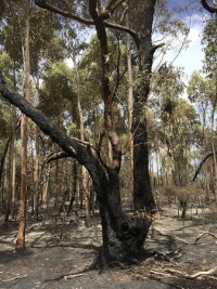 2019-20 Bushfire History Project